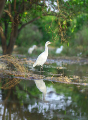 Great Egret bird