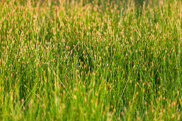 lawn with green grass in full sunlight in a summer day