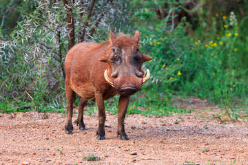 warthog bush pig walking in the bush, wildlife game reserve in Botswana