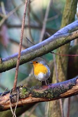 robin