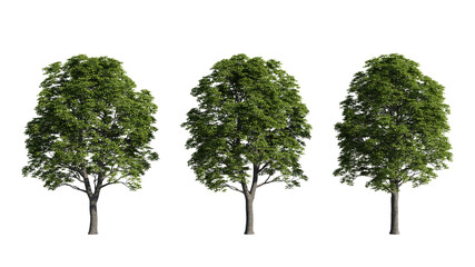 set of big trees, 3d rendering with transparent background