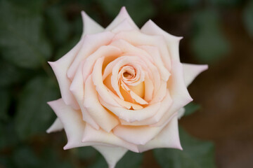 Rose flower close up.