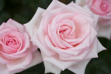 Rose flower close up.