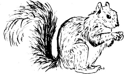 Hand drawn vintage vector sketch of squirrel . Black and white elements for colouring or tattoo 