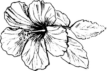Hand drawn vintage vector sketch of mallow flower . Black and white elements for colouring or tattoo 
