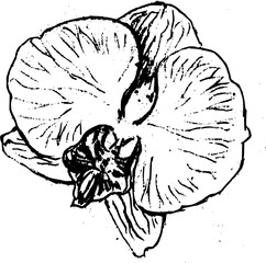 Hand drawn vintage vector sketch of orchid flower . Black and white elements for colouring or tattoo 
