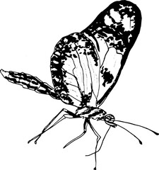 Hand drawn vintage vector sketch of butterfly. Black and white elements for colouring. Tattoo 