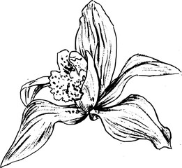 Hand drawn vintage vector sketch of orchid flower . Black and white elements for colouring or tattoo 