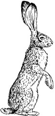 Hand drawn vintage vector sketch of hare . Black and white elements for colouring or tattoo  © Anada77