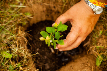 Cultivating a greener tomorrow: A woman's hand tenderly plants a baby tree, symbolizing growth and environmental care. Ideal for eco-conscious concepts.