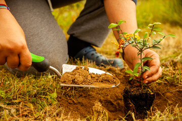 Cultivating a greener tomorrow: A woman's hand tenderly plants a baby tree, symbolizing growth and...