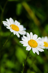 Fototapeta premium Chamomile