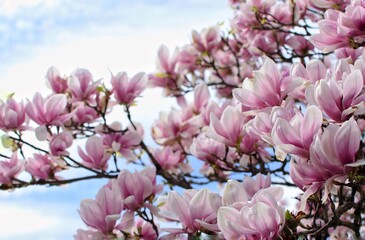 Obraz premium Beautiful, soft pink magnolia flowers.