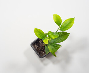 Green sprout citrus tree growing in black flower pot isolated on a white background. Citrus plants. Top view.