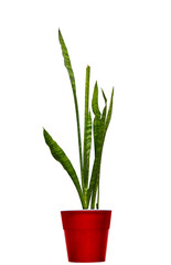 houseplant Sansevieria in a red pot on a white background.