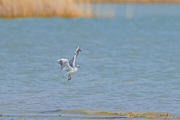 A seagull flying over a lake. Yellowing reeds in the background. Karatas Lake, Burdur, Turkey.