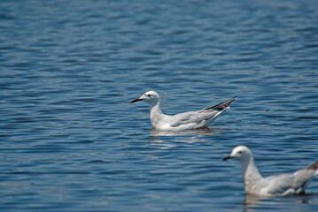 A gull swimming in the sea. Slender-billed Gull. Latin name Chroicocephalus genei.