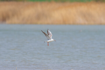 A seagull flying over a lake. Yellowing reeds in the background. Karatas Lake, Burdur, Turkey.