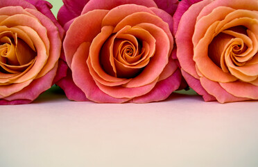 three orange roses on a white background