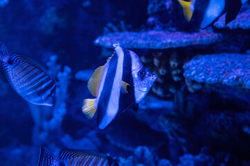Close-up of Heniochus intermedius fish in the aquarium.