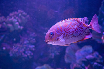 Portrait of beautiful fish in aquarium, undersea world and coral reef scene. Ocean aquarium concept.