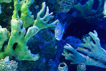 Portrait of beautiful fish in aquarium, undersea world and coral reef scene. Ocean aquarium concept.