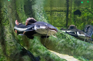 The red-tailed catfish, Phractocephalus hemioliopterus, is a pimelodid (long whiskered) catfish....