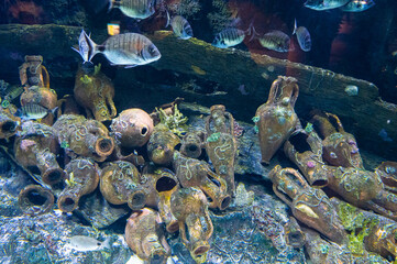 Fototapeta na wymiar Large tropical freshwater aquarium with colorful fish and plants.