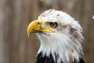 Fototapeta premium Head of adult Bald eagle with brown and white feathers.