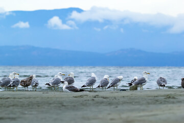 Flock of seagulls on the sandy shore with view to blue mountains.