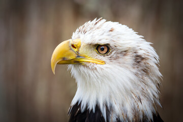 Head of adult Bald eagle with brown and white feathers.