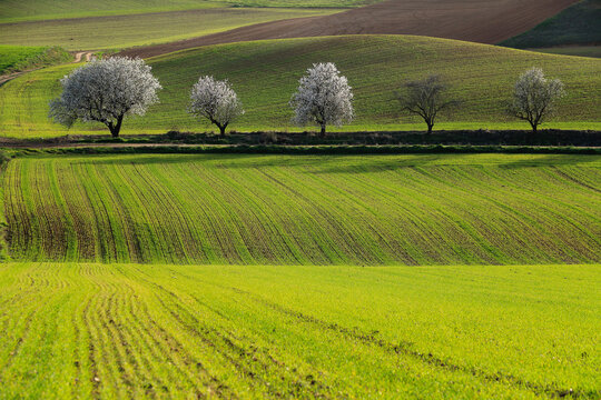 Serene Spring Landscape with Blossoming Trees