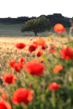 Vibrant red poppies in the foreground with a solitary tree on a sunlit hill in the background