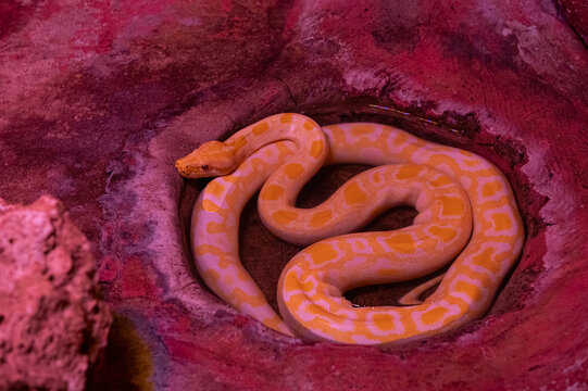 Snake on a black background. Ball python or Royal python. Albino morph.