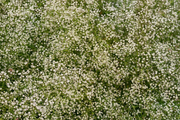 The tiny white Gypsophila flowers as background. Baby's-breath flowers. Selective focus. Top view....