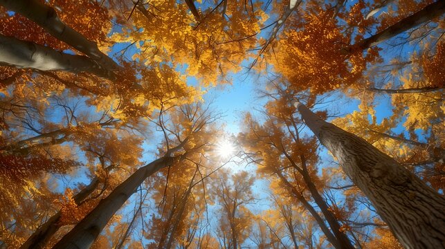 Autumn canopy of towering trees against a bright blue sky. low angle view, nature's beauty in fall. fresh outdoor style photography. AI