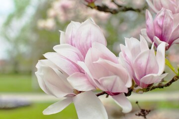 Obraz premium Beautiful, soft pink magnolia flowers.