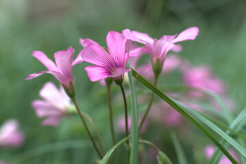 Close up of small magenta flowers of Oxalis articulata