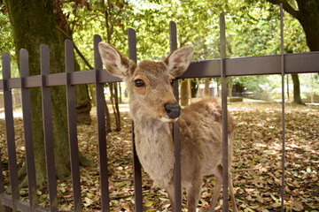 奈良公園 鹿