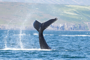 Humpback whale (Megaptera novaeangliae) tail slapping or lobtailing in North Iceland
