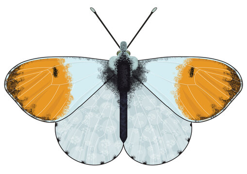 Digital illustration of the Anthocharis cardamines, the orange tip, is a butterfly in the family Pieridae on a transparent background