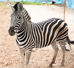 Fototapeta premium a zebra standing in a field of leaves