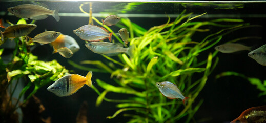 Fototapeta na wymiar a fish tank with a variety of fish in it