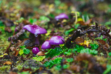 wild mushroom in the forest