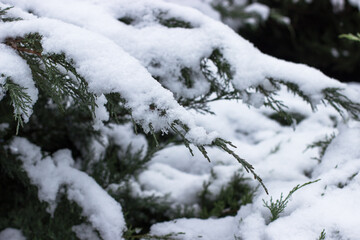 Snow-covered spruce branch in the park. A walk in the winter park