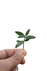 Hand holding an olive leaf