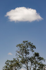 A cotton like cloud floats in a clear blue sky over an elder tree, in a forest at the eastern Andes of central Colombia.