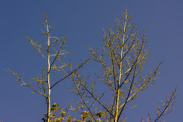 Blooming masts of two agave plants against the clear sky in a garden near the colonial town of Villa de Leyva, in central Colombia in the morning.
