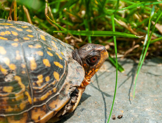 The common box turtle (Terrapene carolina), wild animal in green grass looking for food, New Jersey