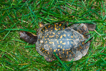 The common box turtle (Terrapene carolina), wild animal in green grass looking for food, New Jersey